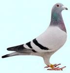 الصورة الرمزية احمد المدرس