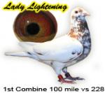 الصورة الرمزية سعد الحلفي