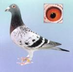 الصورة الرمزية عادل الفدعاني