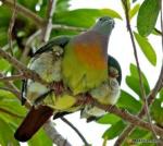 الصورة الرمزية المرجان