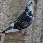 الصورة الرمزية محمد ابوفارس