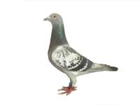 الفوز لا يعني دائما أنك الأول, ولكنه يعني أنك أفضل من قبل